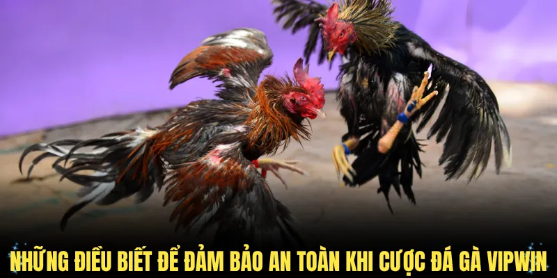 Những điều cần biết để đảm bảo an toàn khi cược đá gà VIPWin