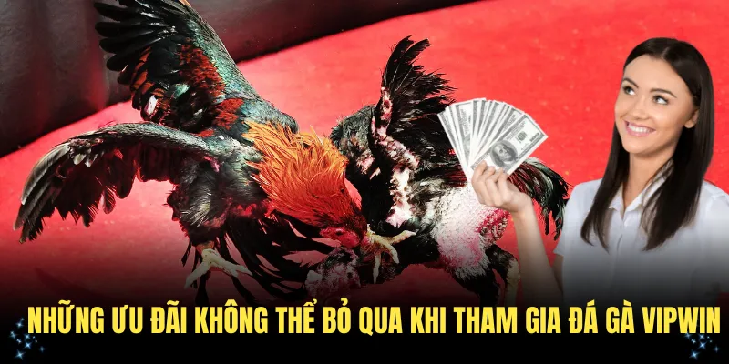 Những ưu đãi không thể bỏ qua khi tham gia đá gà VIPWin